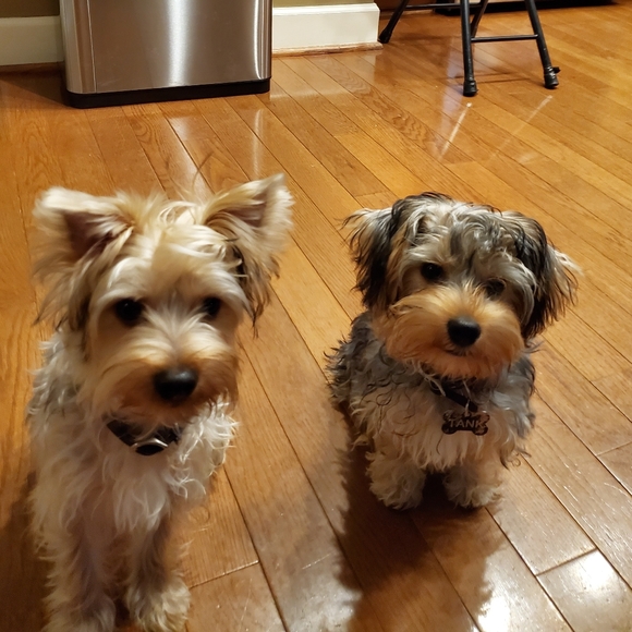 Meet your Posher, Lisa - Picture 4 of 4